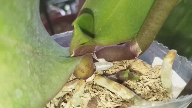 Орхидея азиатская Ever Spring Prince Star 6 опять удивила.Толстенный цветонос растет.🌺🍀 смотреть онлайн