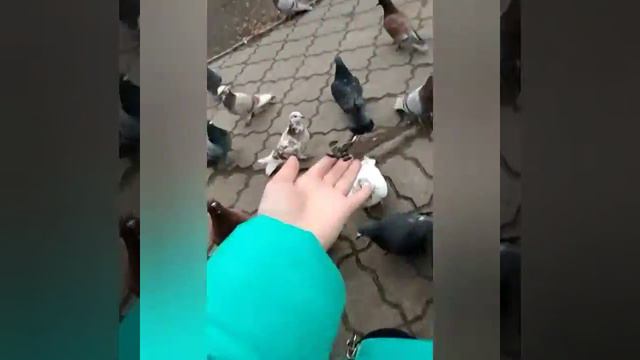 Видео моё! Голубь сел мне на руку😀 смотреть онлайн