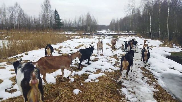 ПРОГУЛОЧКА С КОЗЮЛЬКАМИ.ЦЕНЫ НА СЕНО В МЕШКАХ.РАДОСТЬ КАЖДОГО ДНЯ!СЧАСТЬЕ! смотреть онлайн