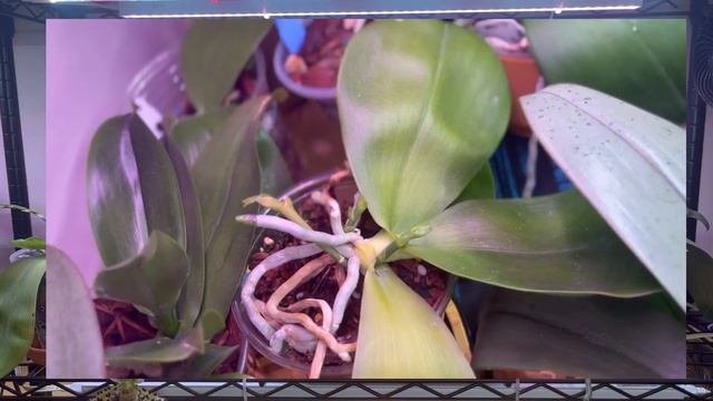 Orchid Collection Update - My Growspace, April 2022… Pt. II - Phalaenopsis, The Phals смотреть онлайн