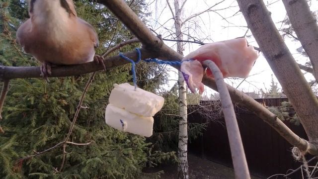 Что ест сойка в кормушке? Cложный выбор между САЛОМ И МАСЛОМ :) смотреть онлайн