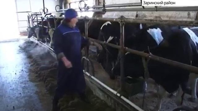В Заринском районе Алтайского края три оператора машинного доения установили рекорд смотреть онлайн