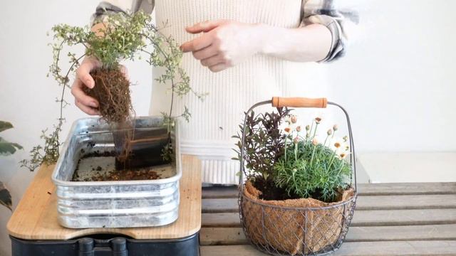 【寄せ植え】常緑クレマチス・ペトリエイが甘く香るナチュラルな春のバスケット смотреть онлайн