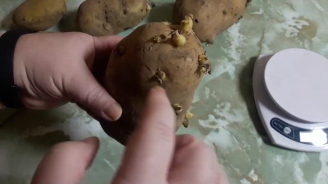 Картофель Сарпо Мира (подарок) смотреть онлайн