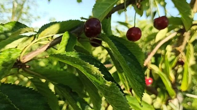 Черешня Ревна в средней полосе. смотреть онлайн