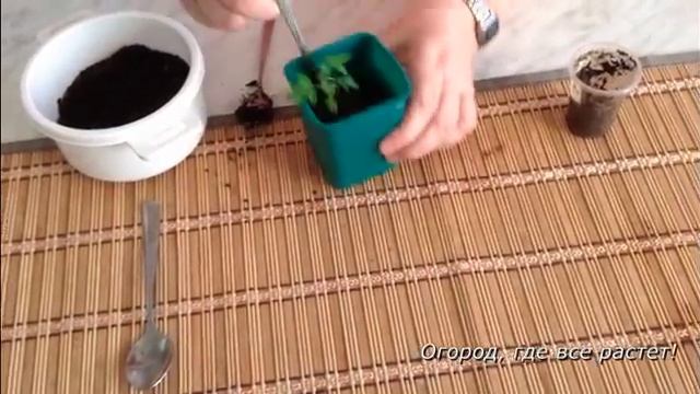 Важные приемы по уходу за рассадой помидор.mp4 смотреть онлайн