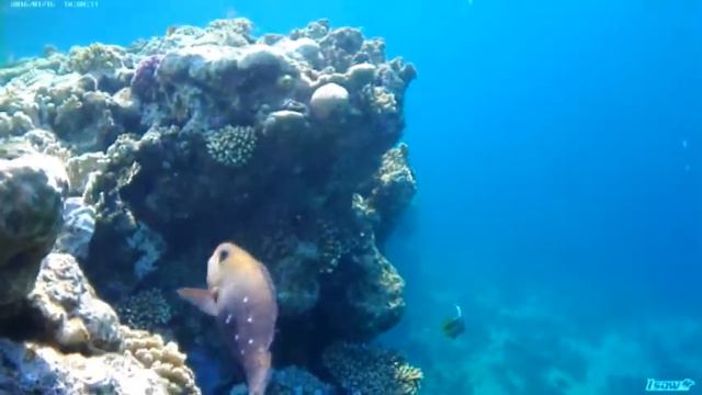 красное море смотреть онлайн