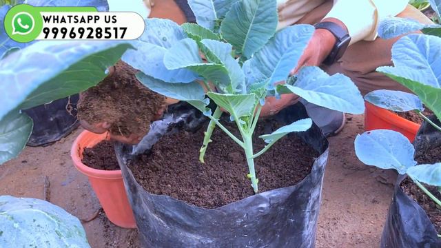 ये रंग बिरंगी सब्जी आपकी मंडी की छुट्टी कर देगी || Cauliflower care tips #youtube #garden #flowers смотреть онлайн