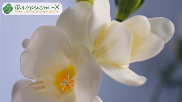 Выращивание фрезии в саду и в домашних условиях смотреть онлайн