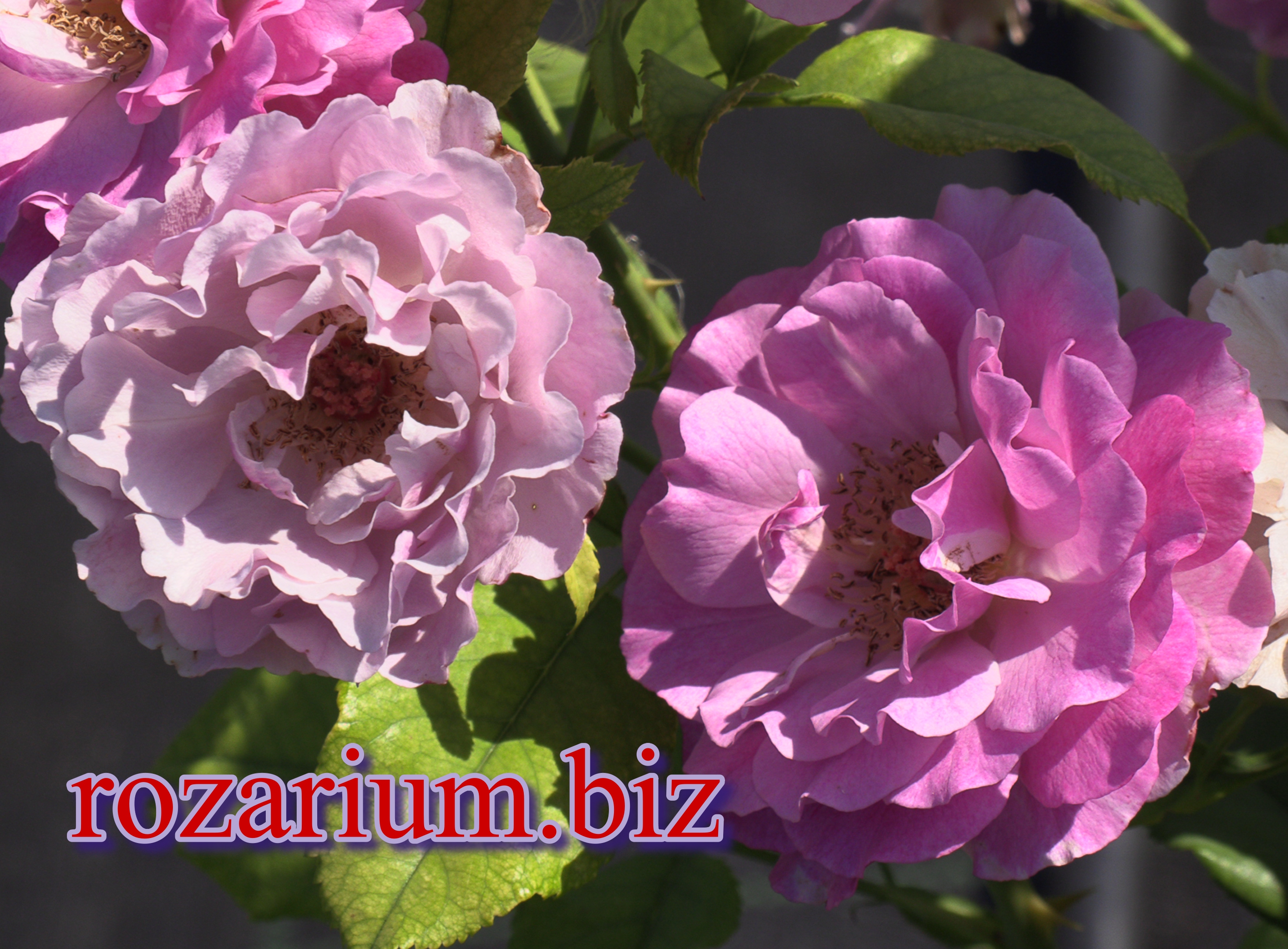 Блю Эден роза парковая, Питомник роз Полины Козловой rozarium.biz смотреть онлайн