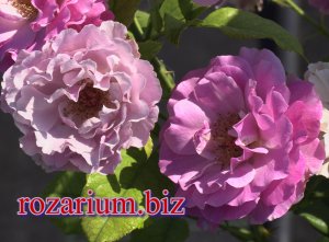 Блю Эден роза парковая,  Питомник роз Полины Козловой rozarium.biz