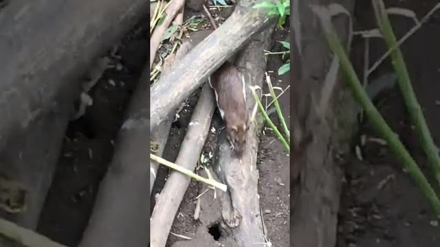 Коричневая крыса смотреть онлайн