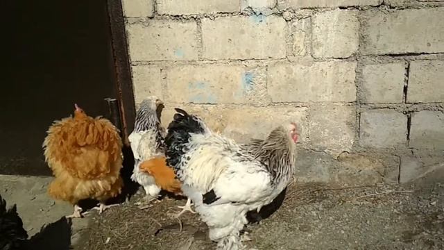 БРАМА, ОРПИНГТОН, БОЙЦОВЫЕ ПЕТУХ И КУРИЦА. ОБЗОР ЦЫПЛЯТ. смотреть онлайн