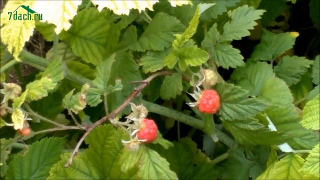 ХЛОРОЗ: как лечить - 7 дач смотреть онлайн