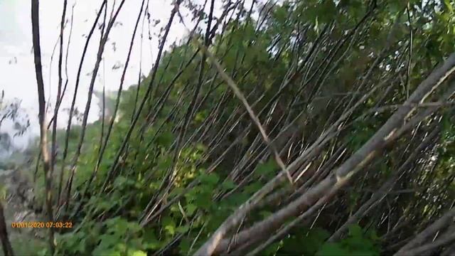 ЗА ЯГОДОЙ. ОХТА (ДИКИЙ ВИНОГРАД). смотреть онлайн