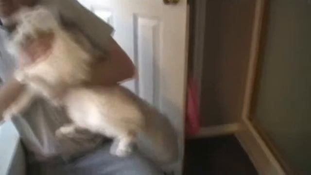 Милые и очень смешные коты смотреть онлайн