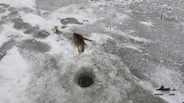 Ловля КРАСНОПЕРКИ по ПОСЛЕДНЕМУ ЛЬДУ ! Рыбалка на мормышку в камыше . смотреть онлайн