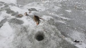 Ловля КРАСНОПЕРКИ по ПОСЛЕДНЕМУ ЛЬДУ ! Рыбалка на мормышку в камыше .