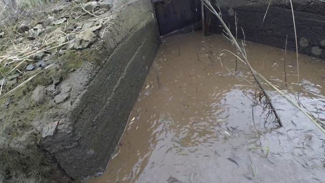 облов карпа - сеголетка , годовик карпа и белого амура . смотреть онлайн