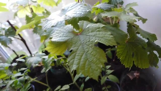 Укорененные черенки винограда на воде 24 апреля 2019г