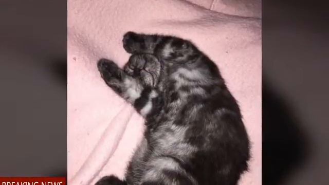 Фото моих животных смотреть онлайн