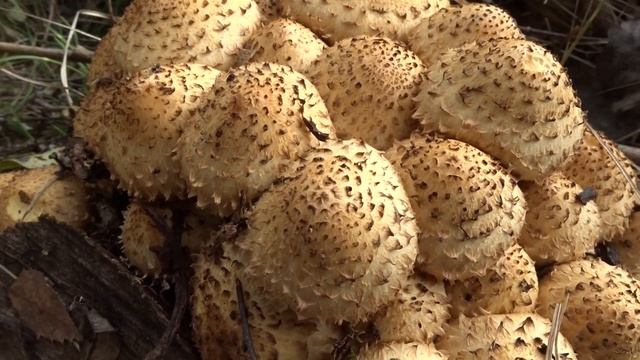 Pholiota squarrosa (Vahl) P. Kumm. čes. šupinovka kostrbatá něm. Sparrige Schüppling смотреть онлайн