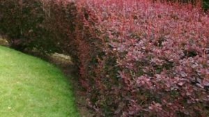 Живая изгородь из Барбариса.