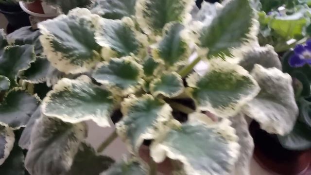 ЛЕГКО ,ПРОСТО И КРАСИВО ! ОБЗОР ФИАЛОК В ФЕВРАЛЕ НА ПОДОКОННИКЕ !! смотреть онлайн