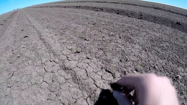 Лук Миссисипи - серия 2. Полные всходы. Проблема корки и вредителей на луке. Миссисипи F1 Seminis смотреть онлайн