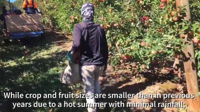 Tree to Table | Pink Lady Apple Harvest 2019, VIC смотреть онлайн