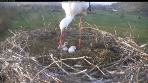 Аисты! Птенцы вылупляются из яиц!