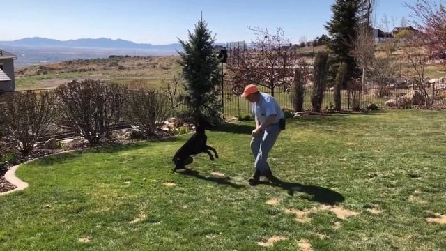 #Я Наполеон/А что с верандой/Радости для Гришки смотреть онлайн