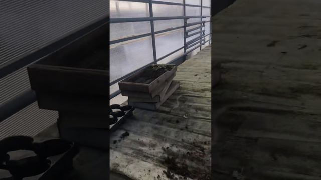 Обзор цикламенов после заморозка.Небольшой обзор теплицы. смотреть онлайн