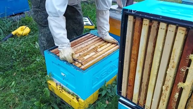 ОТБОР МЁДА/ФОРМИРОВАНИЕ ГНЕЗДА/МУРАВЬИНАЯ КИСЛОТА/РЕЗЮМЕ ПО СЕЗОНУ/ пчеловодство с Lyson смотреть онлайн