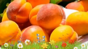 Абрикос обыкновенный Триумф Северный ? Посадка. саженцы, крупномеры абрикоса: особенности сорта