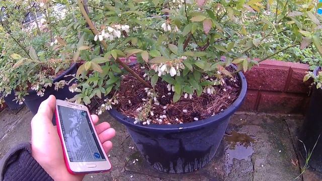 Голубика сорт Денис Блу . Цветение и описание сорта . смотреть онлайн