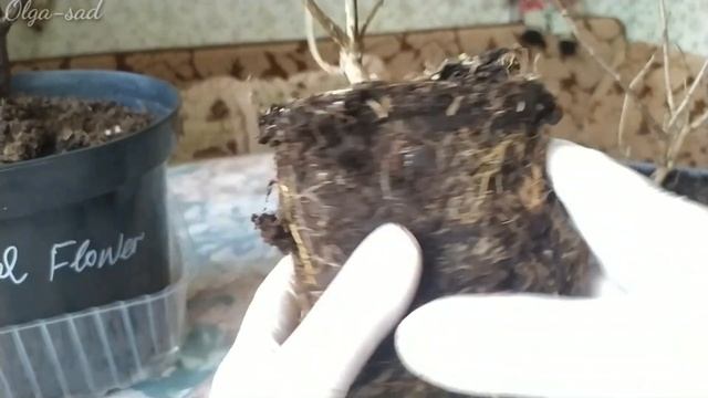 Гортензии .Новинки для сада из питомника "Пулков сад " Весенний заказ 2022 г смотреть онлайн