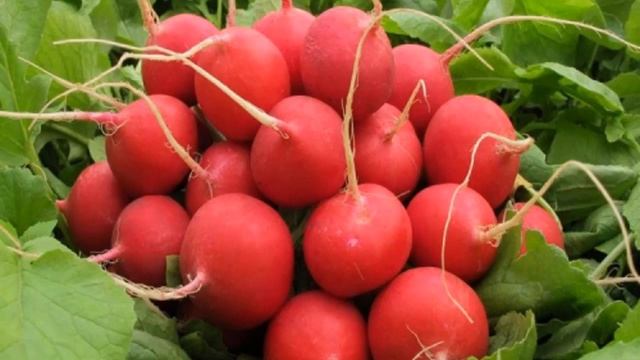 ЛУЧШИЕ РАННИЕ СОРТА РЕДИСА || Раннеспелые сорта редиса смотреть онлайн
