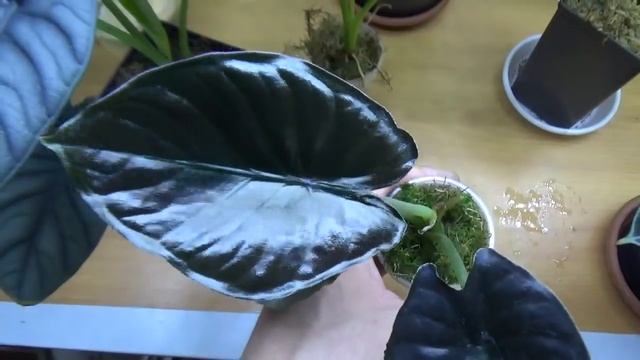 Драгоценная Алоказия ( Alocasia Infernalis 'Kapit')