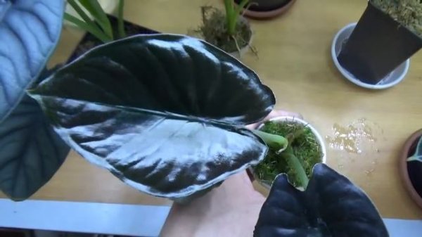 Драгоценная Алоказия ( Alocasia infernalis 'Kapit')