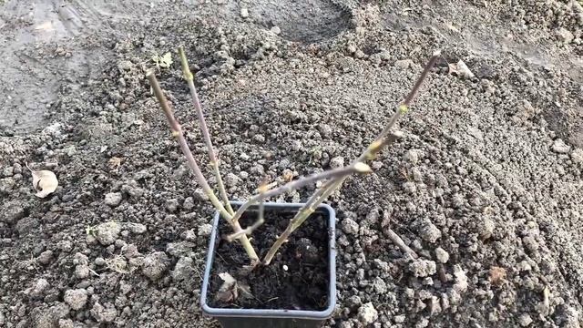 ?Посылка От « Дом и Сад » . Японский Клён? смотреть онлайн