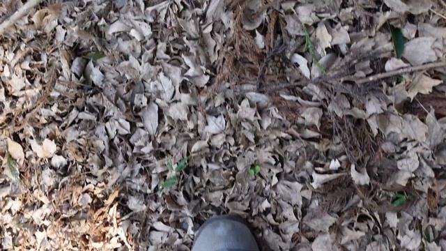 ASMR CRINKLE Stepping on fallen leaves No.563 смотреть онлайн