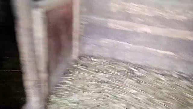 Гуси/Рацион перед яйцекладкой