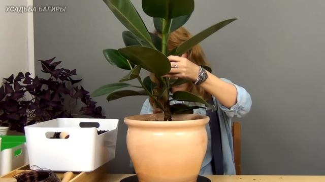 Формирование фикуса каучуконосного (ч.1). смотреть онлайн