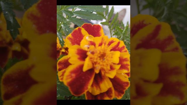 Кот-цветовод