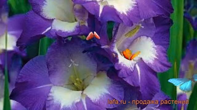 Гладиолус крупноцветковый Кингс Линн (gladiolus) ? обзор: как сажать, рассада гладиолуса Кингс Линн смотреть онлайн