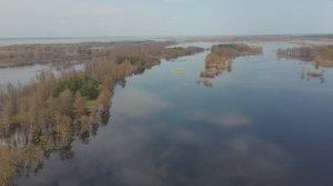 Озеро Горькое. Алтайский край, село Новичиха. Затопление деревьев. Барнаульский ленточный бор.