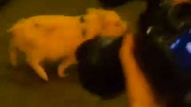 купить мини пига +в москве цена телефон 8 (916) 702-11-08, Москва смотреть онлайн