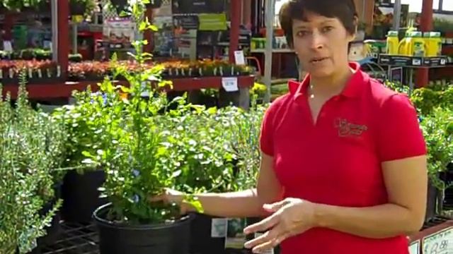 Desert Plants - Blue Plumbago смотреть онлайн