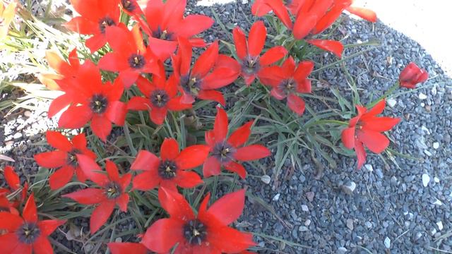 Tulipa Linifolia - Grow & Care - Beautiful Tulip Flowers